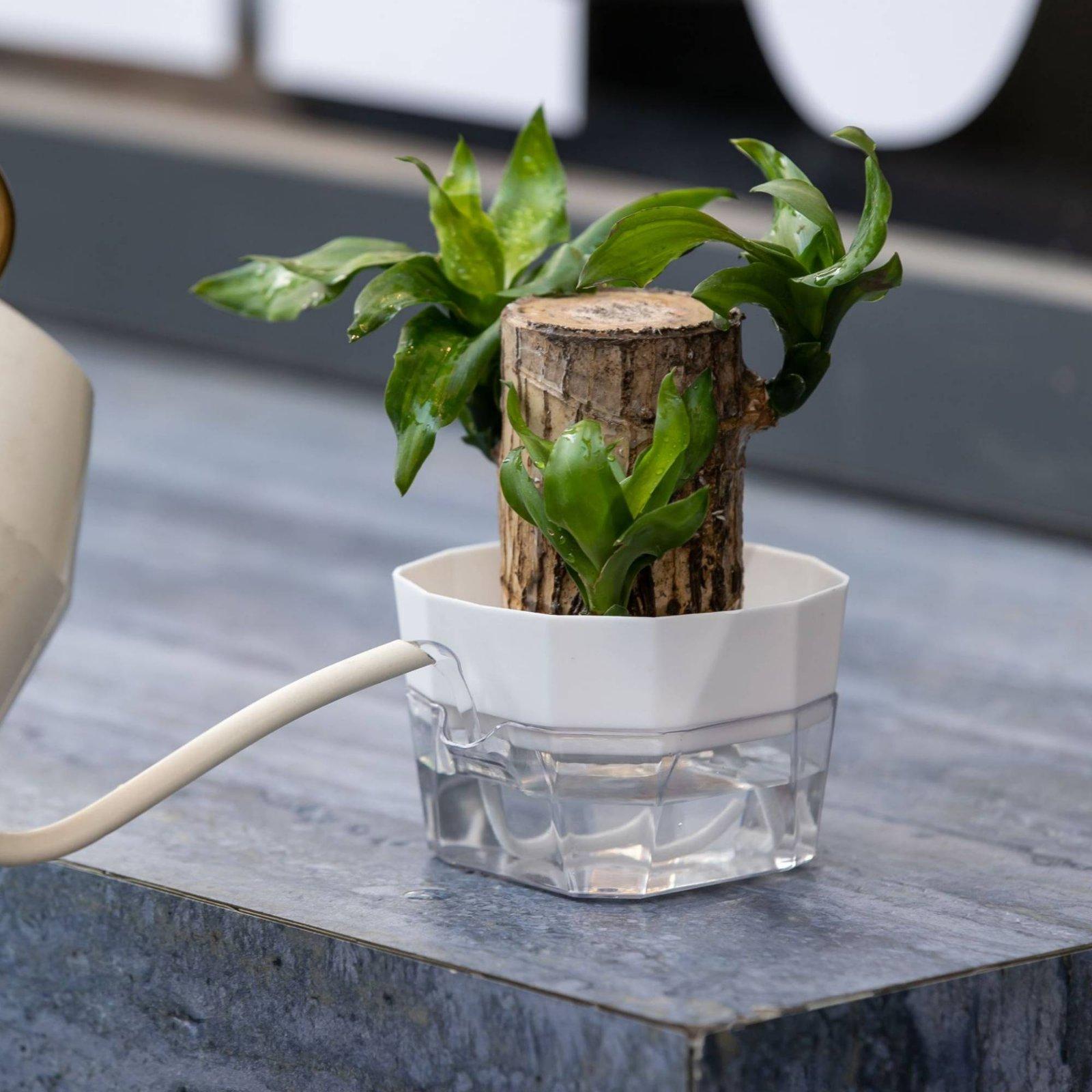 Hydroponic Vase Two Layer Self - đánh giá và giá Self Watering Planter
