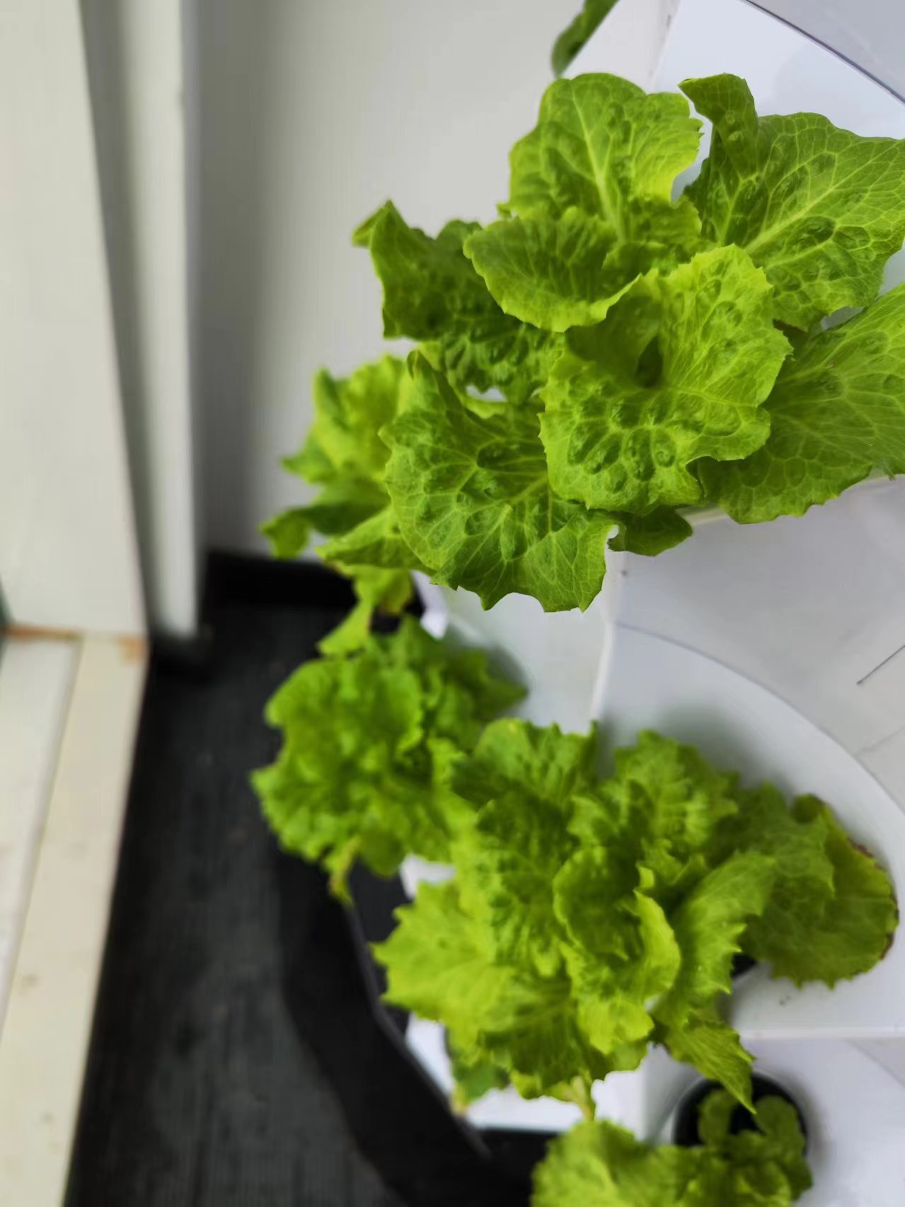Farm Auto Irrigation Drip Kit  - đánh giá và giá Hydroponic Tower